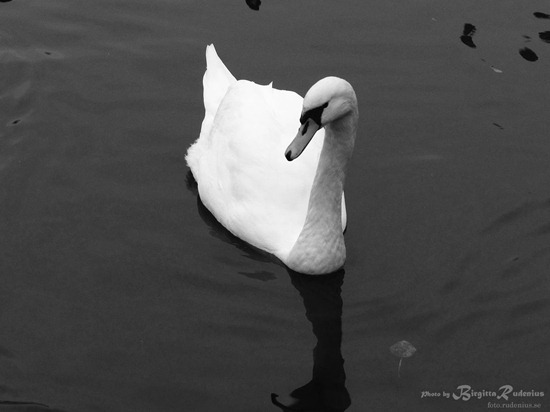 bird_20111104_svan2