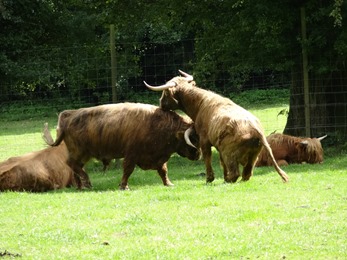 2017.08.06-005 vaches des Highlands