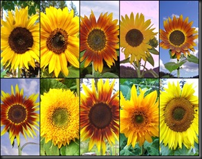 10 10 10 Sunflowers2