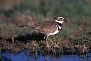 Killdeer photo courtesy of the US Department of Fish and Wildlife