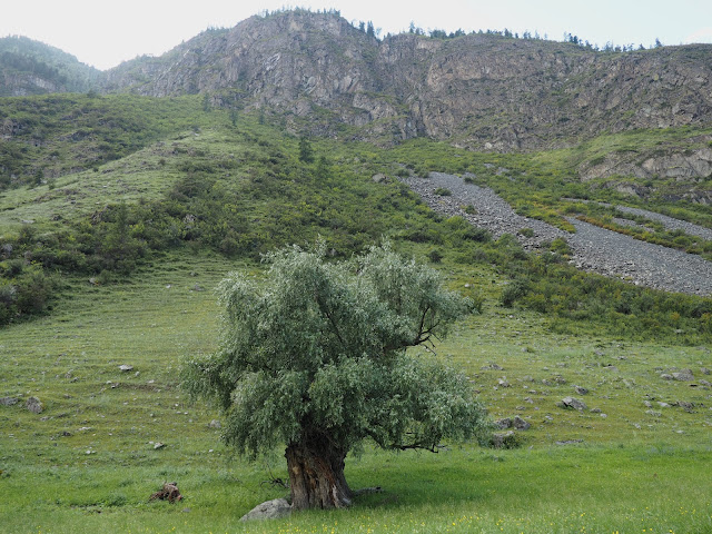 Горный Алтай - долина реки Чулышман