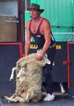 Billy shears a sheep