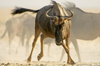 wildebeest