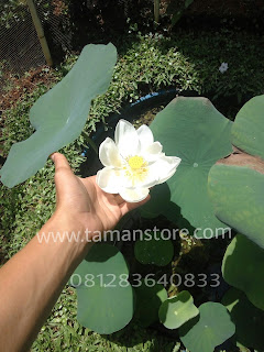 Pohon Lotus bunga putih