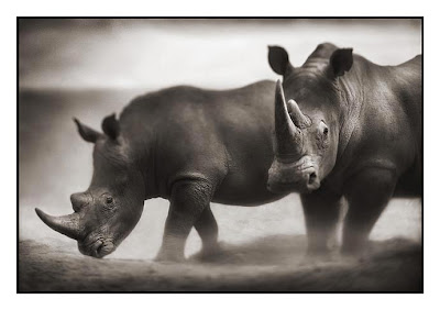 Two Rhinos Photograph