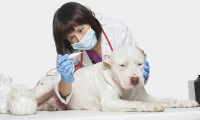 Detectando anomalías en la salud de un perro