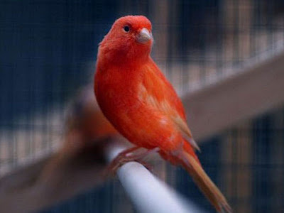 Gambar Burung Kenari Cinnamon