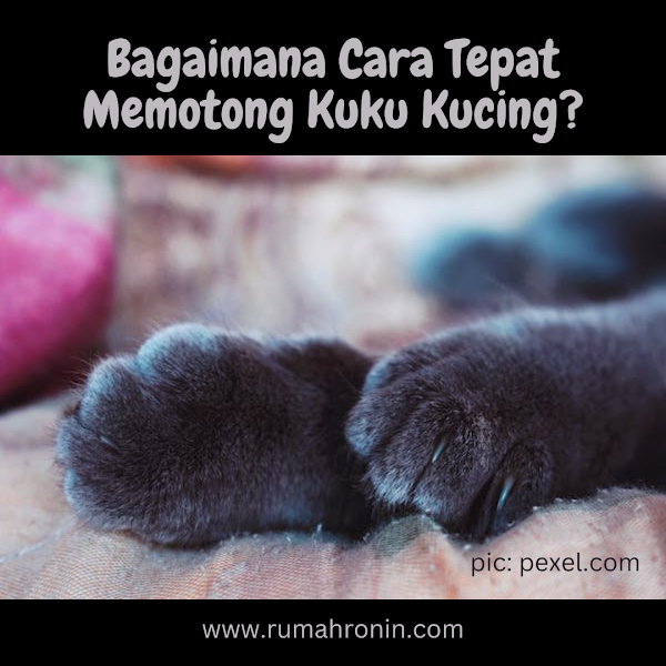  Bagaimana Cara Tepat Memotong Kuku Kucing?