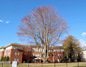 the big tree at Dean College