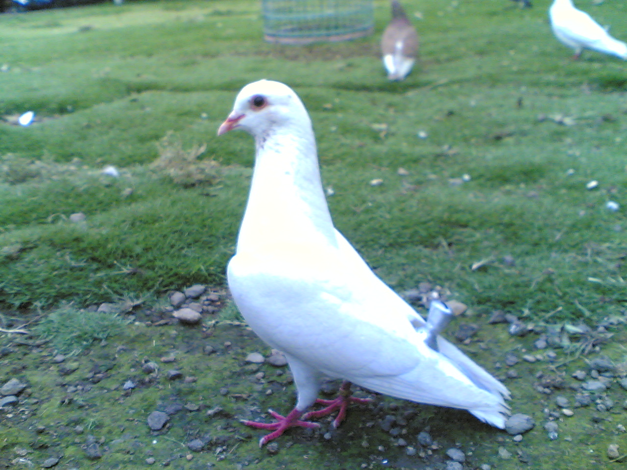 Wallpaper Burung Dara Merpati Super