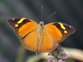 Feuille secrète - Doleschallia bisaltide - Papillon feuille 