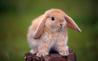 HD Rabbit Wallpapers