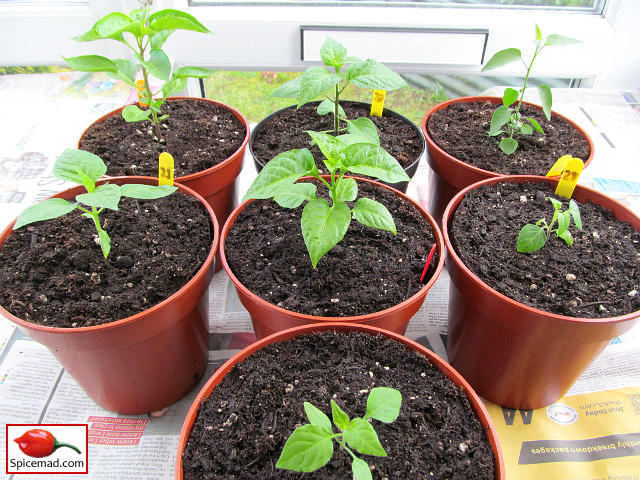 New Chilli Varieties - 13th April 2023