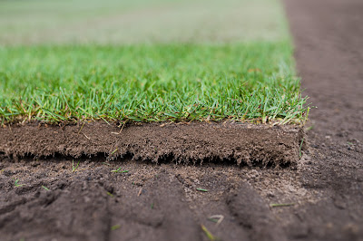 The Advantages of Seeding and Sodding Your Lawn