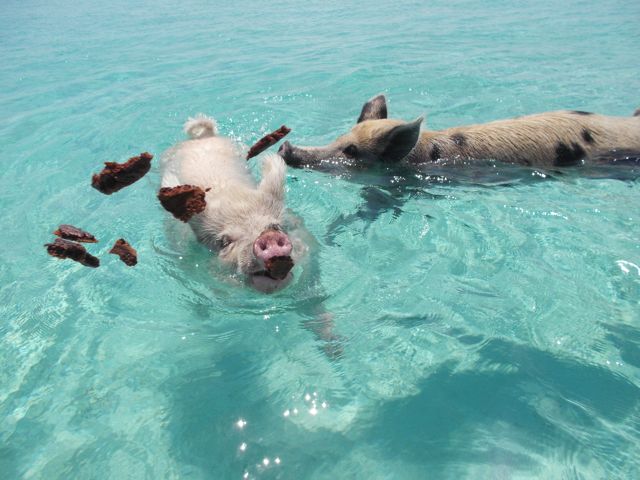 Galley Wench Tales: Swimming Pigs Attacked by Seagulls