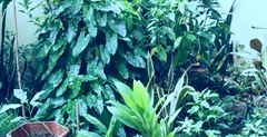 Tanaman Taman