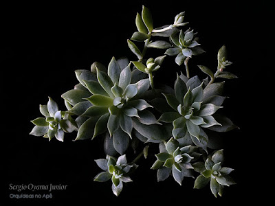 Suculenta Graptopetalum macdougallii