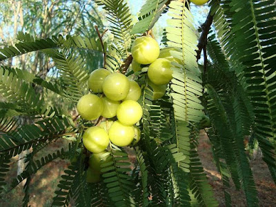 చెట్టంతా దేవుల్లే.. | The tree is like the gods