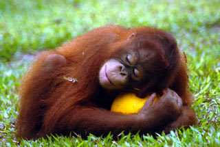 orangutan endangered