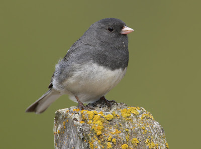 Dark-eyed Junco