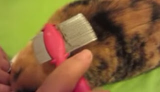 comb cats