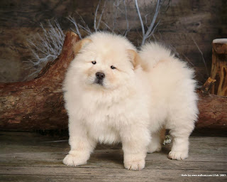 Chow Chow Dog HD Wallpapers, chow chow breed,