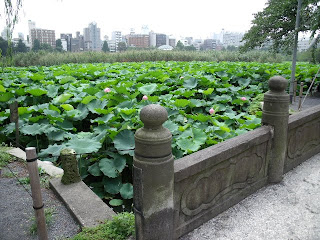 shinobazu-pond