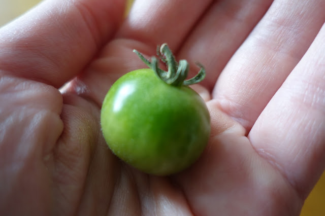 grön tomat hand handflata liten omogen