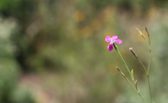 Deptford Pink Flowers Pictures