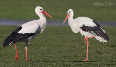White stork; ধলা মানিকজোড় বা সাদা মানিকজোড়