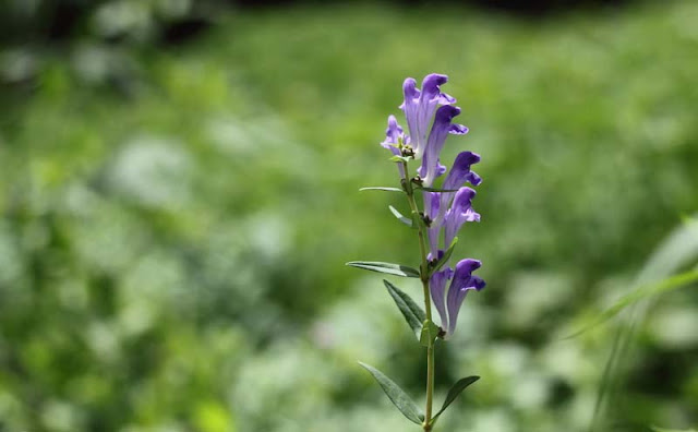 Baikal Skullcap Flowers Pictures