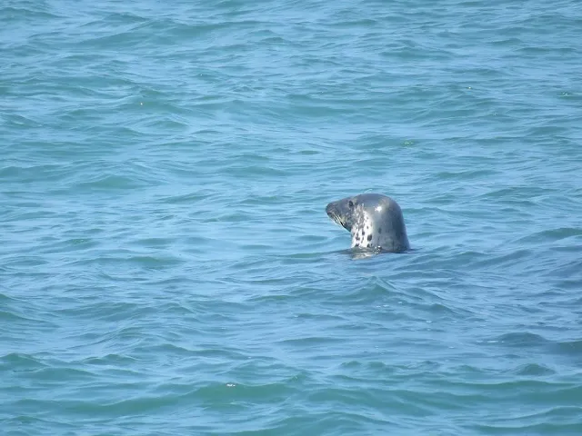 Seal swimming in Howth Harbour near Dublin in July