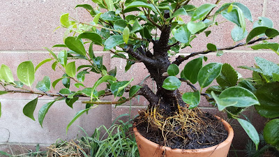 Chinese banyan aerial roots