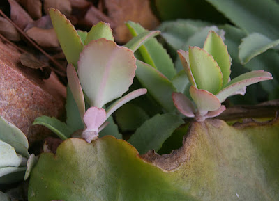 Kalanchoe mortagei care and culture