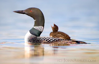 'Learning to Yodel' (c) John Ashley