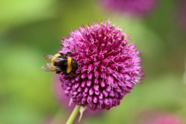 Bee on flower June Blake's Garden