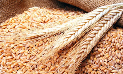 أحد الأصناف التسعة التي تصلح أن تكون قوتًا (بما يعادل ثلاثة كيلو للفرد).