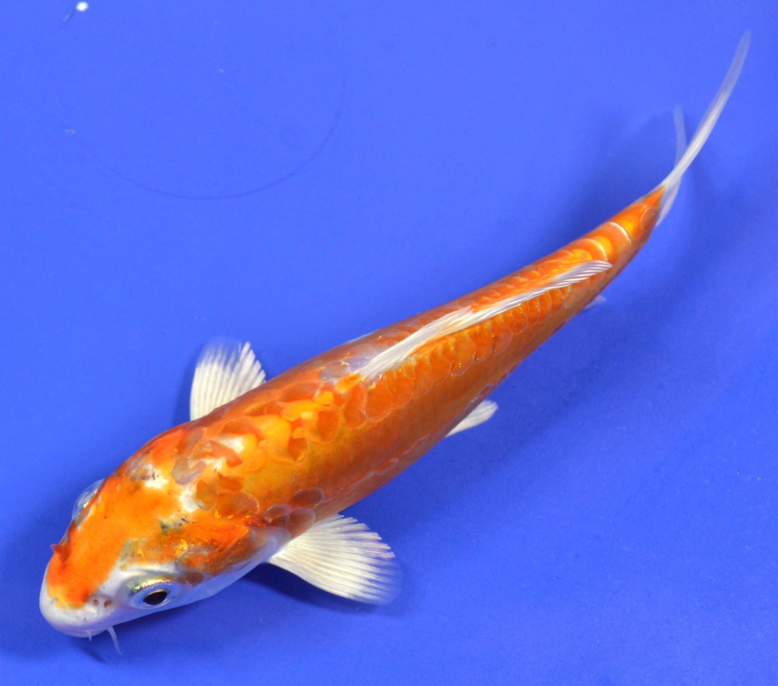 Koi To The World: Hariwake KOI