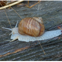 http://fauneflore-ul.blogspot.fr/2014/08/escargots-et-limaces.html