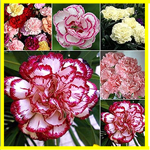 valentins day carnation flower