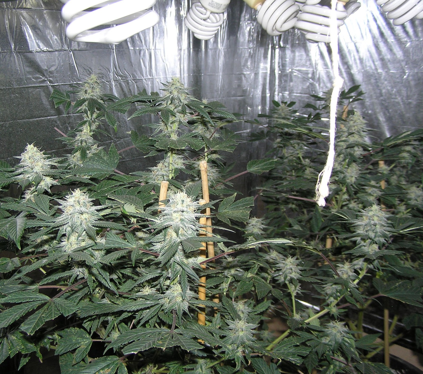 Fluorescent Grow Lights