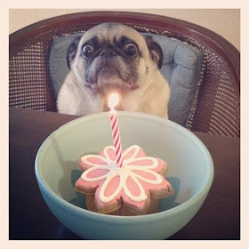 funny pug and cake, funny animal pictures of the week