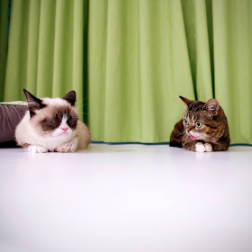 Grumpy cat meets Lil Bub (pic + video), grumpy cat pic, lil bub pic, cute cats pics