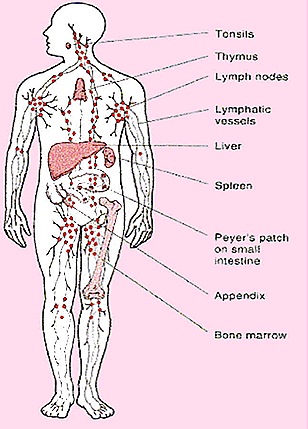 lymph-glands
