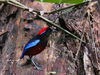 Ｇａｒｎｅｔ　Ｐｉｔｔａ