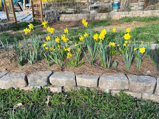 daffodils in a stone walled garden