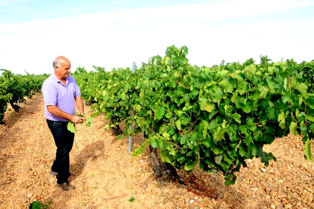 ruedawijnroute, rueda ruta del vino, wijntoerisme castilla y leon, oenotoerisme spanje, wijntoerisme spanje, wijntoerisme rueda, verdejo, rueda, wijtoerisme 