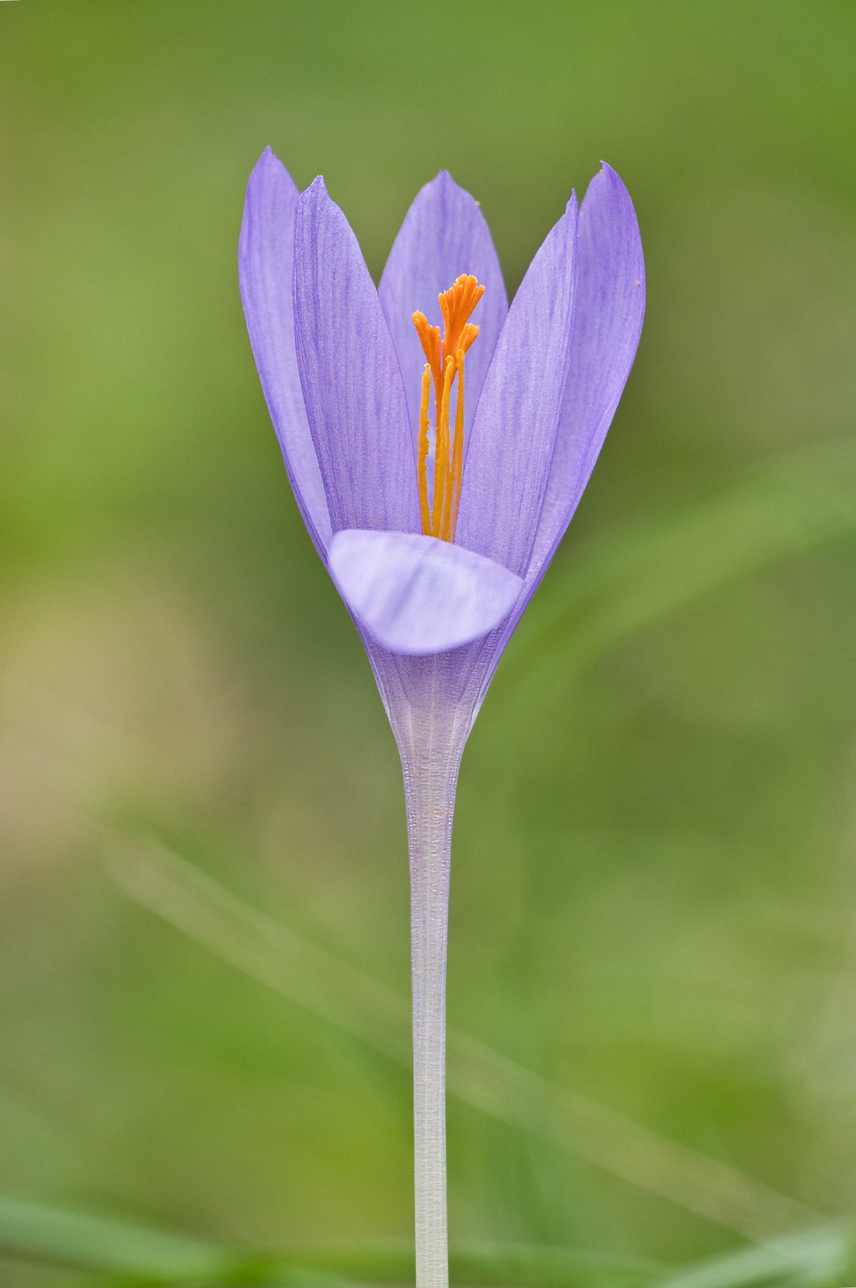 Crocus nudiflorus