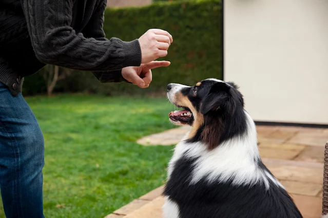 How to Train a Guard Dog for Personal Protection