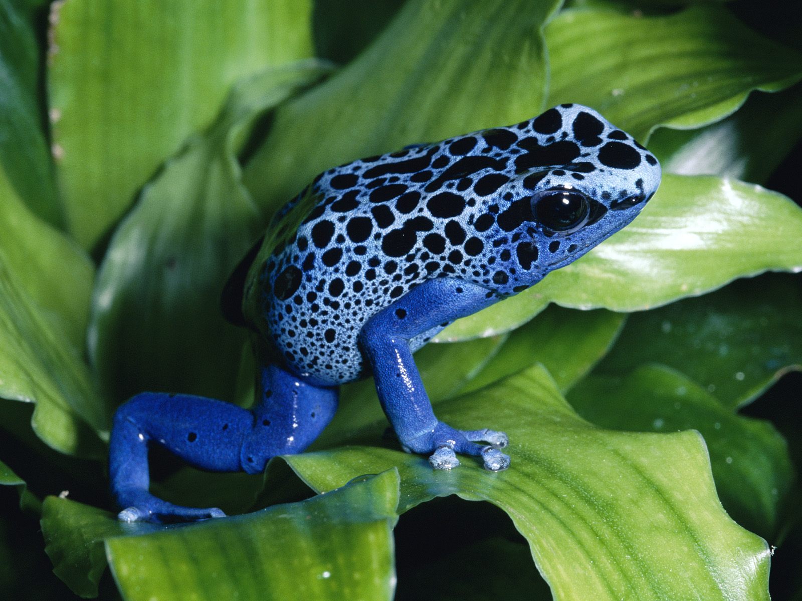 poison dart  frog facts